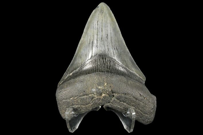 Bargain, 4.12" Fossil Megalodon Tooth - South Carolina